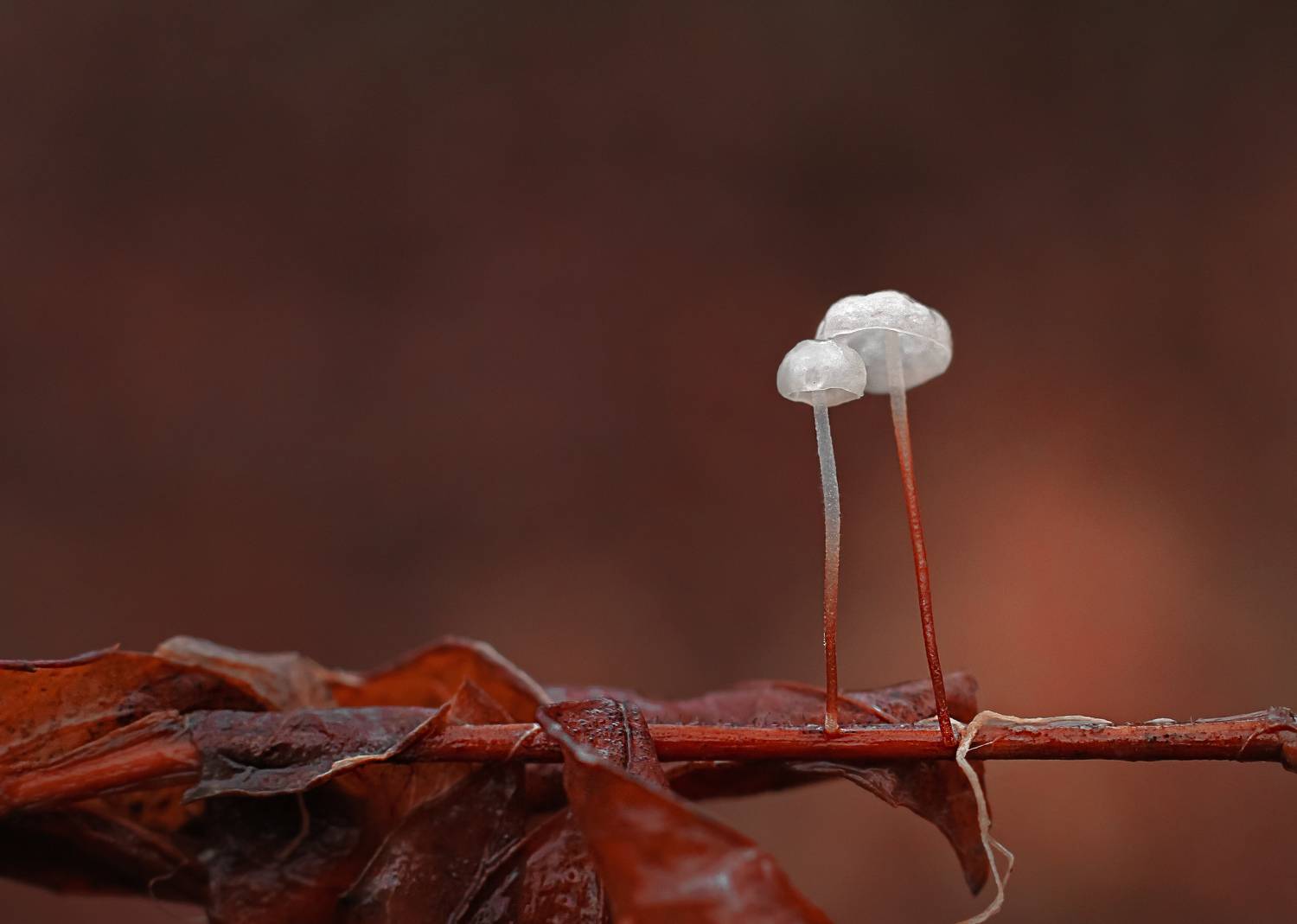 Автор: Julia Khvorostyanaya , Julia Khvorostyanaya