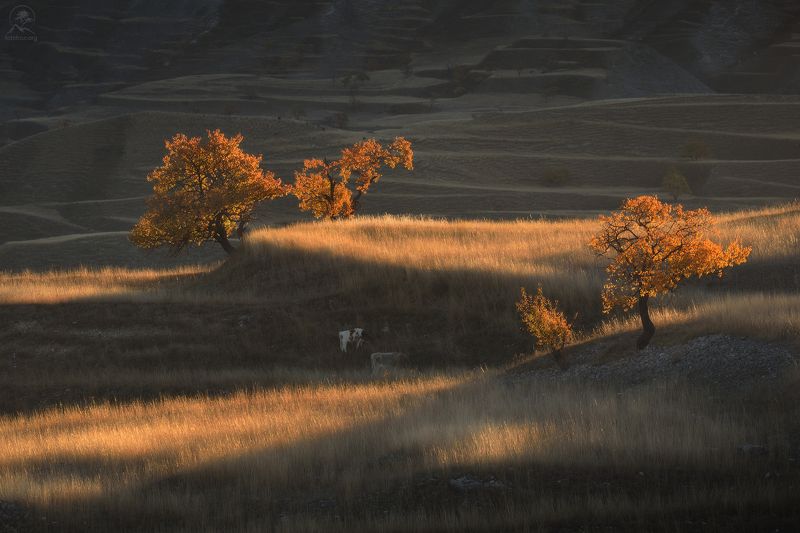 дагестан, горный дагестан, кавказ, фототур в дагестан, деревья, горы Теплое осеннее утроphoto preview
