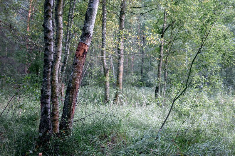 лес, деревья, листва Березкиphoto preview