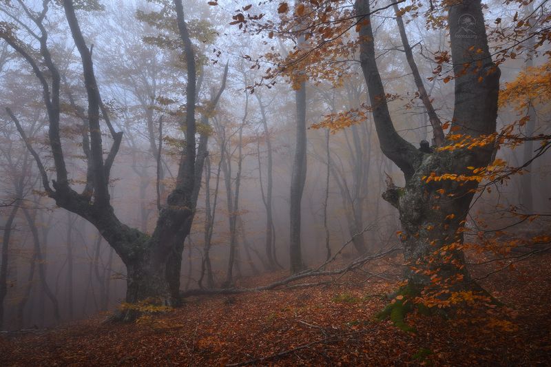 фототур по крыму, демерджи, туманный лес Лесные жителиphoto preview