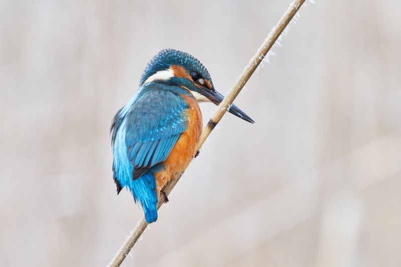 птицы; зимородок; kingfisher Зимородокphoto preview