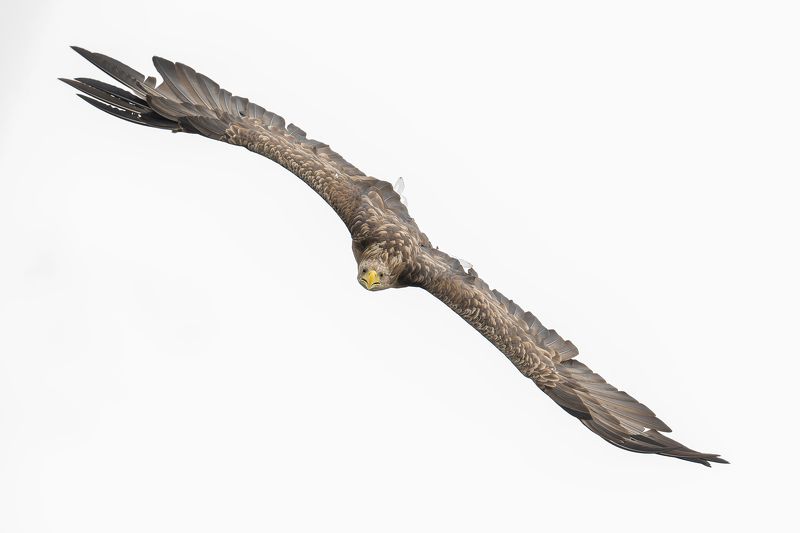 Bielik, ptak, ptak drapiezny, Haliaeetus albicilla, bird of prey Ptak drapiezny Bielikphoto preview