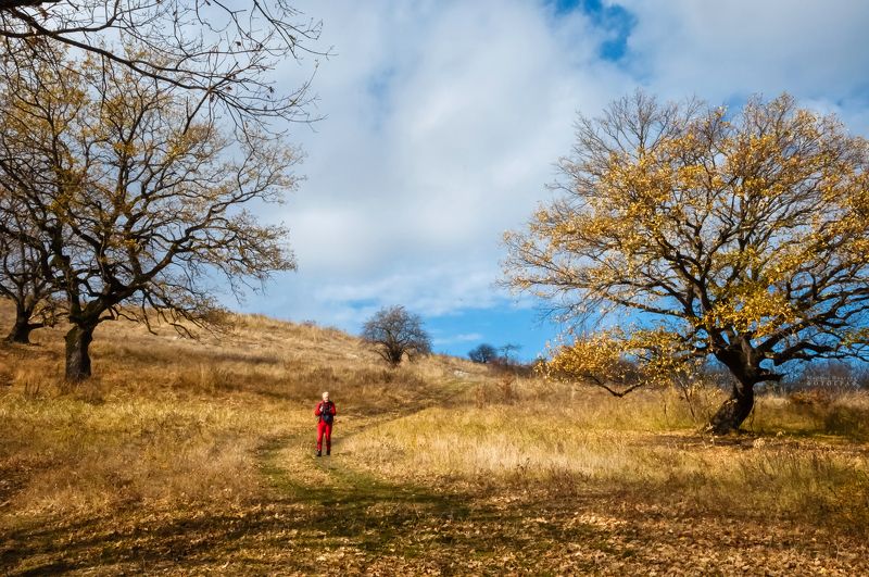 пейзаж, осень, тропинка, прогулка Тропинка в уходящую осеньphoto preview