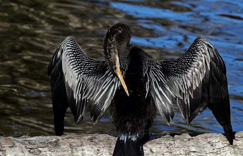 На просушкеphoto preview