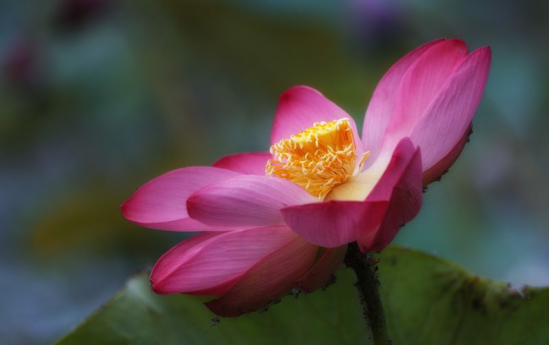 Астрахань дельта раскаты лотосы Как цветут лотосы... фото превью