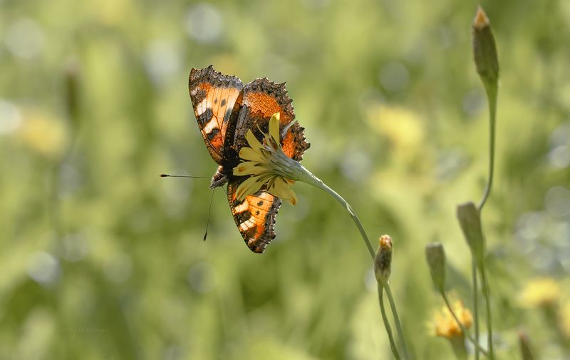 бабочка, крапивница, макро На просветphoto preview
