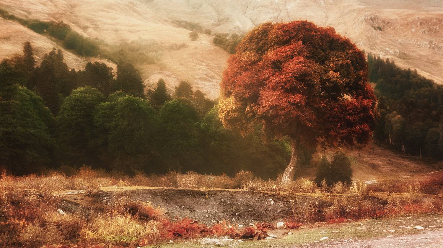 , Виктория Шаманова