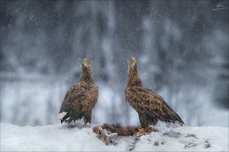 красный бор, фототур в красный бор, беларусь, орлан-белохвост, орлан, сероватень, haliaeetus albicilla, белохвостый орлан, white-tailed eagle, фотоохота ДУЭТphoto preview