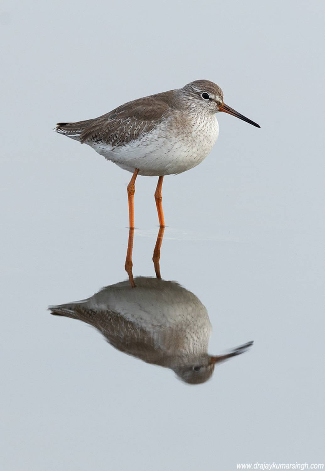 Common redshank. Автор: Dr Ajay Kumar Singh Common redshank reflection, Dr Ajay Kumar Singh
