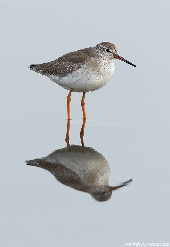 Common redshank reflection Common redshankphoto preview