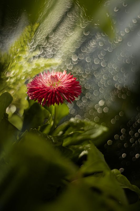 цветок, макро, боке photo preview