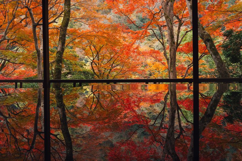 Red Autumn Leaves фото превью