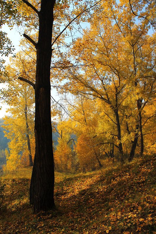 осень, россия, сибирь ...photo preview