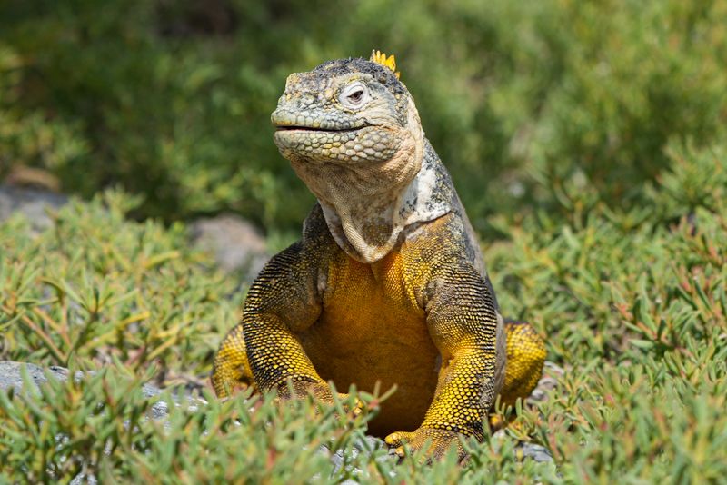 lizard lizardphoto preview