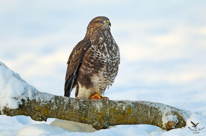 Зима однако пришла. фото превью