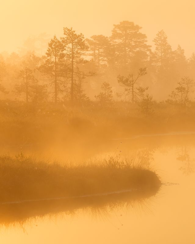 #estonia, #estoniabogs, #nature_of_estonia, #naturephotography, #naturelovers, #sunrise_sunset_photogroup, #sunriseoftheday, #foggymorning, #foggy, #goldenlight, #goldensunrise, #bog, #bogsofestonia, #kõnnusuursoo, #hikingtrails, #goldenhour, #goldengram, ---photo preview