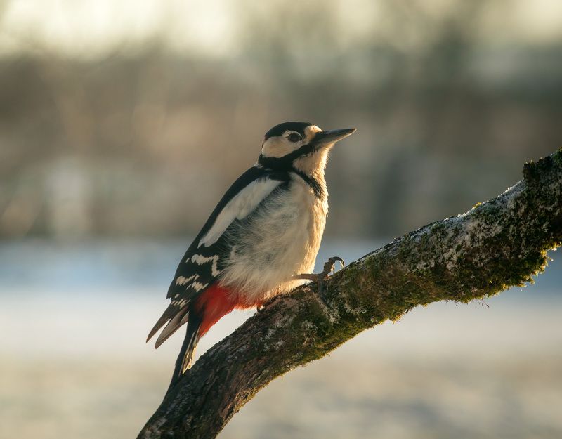 птицы, дятел, wildlife, birds, great spotted woodpecker, зима Большой пестрый дятелphoto preview