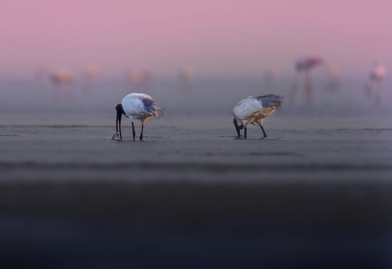 ibis,duck,swan,closeup, bird, birds, wild, wings, beauty, nature, swan, feather, spread, little sparrow,animal,animals,nikon,tailorbird,portraitm,eyes,eagle,kite,flying,sky,prey Black-headed ibisphoto preview