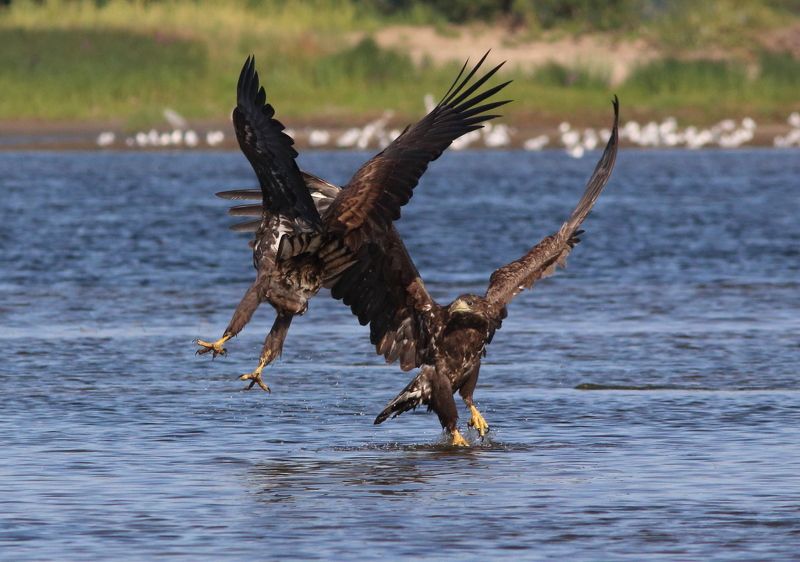 природа, животные, птицы, орланы, волга, самарская область, анималистика, фотоохота Капоэйраphoto preview