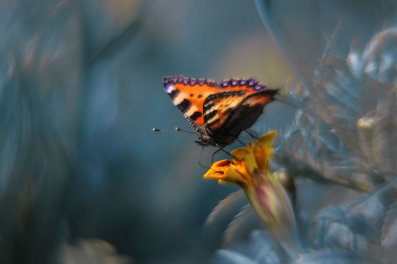 бабочка, крапивница, макро Бархатный вечерphoto preview