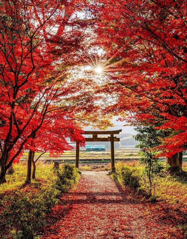 Autumn Morning in Hyogophoto preview