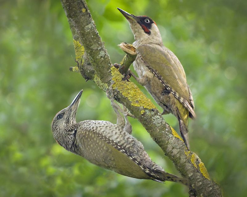 Зеленый дятел – молодой и взрослыйphoto preview