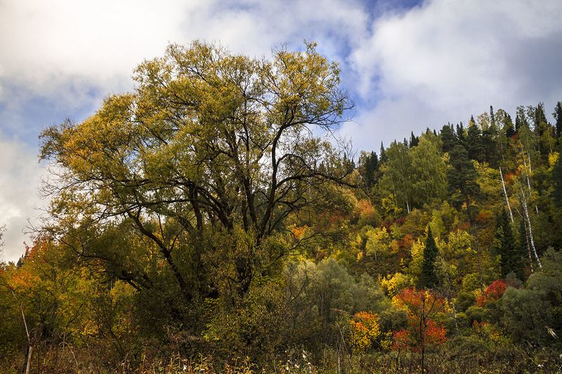 осень, сибирь, россия .photo preview
