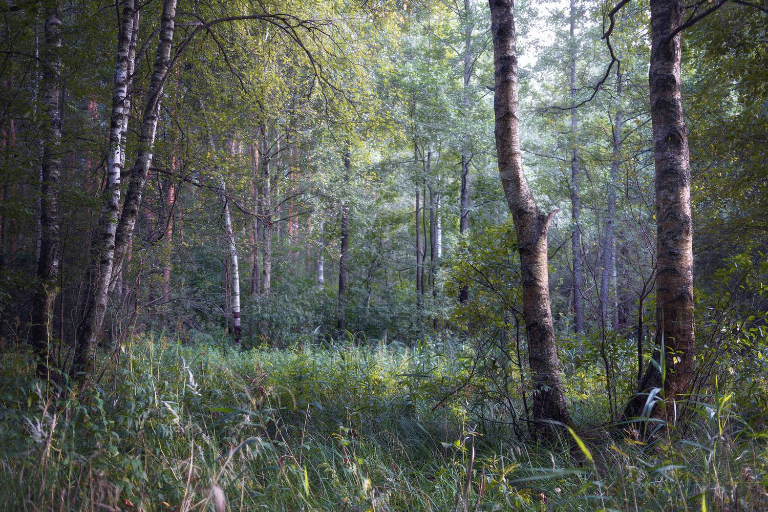 В августовском лесу. Автор: Валерий Вождаев лес, деревья, листва, Валерий Вождаев