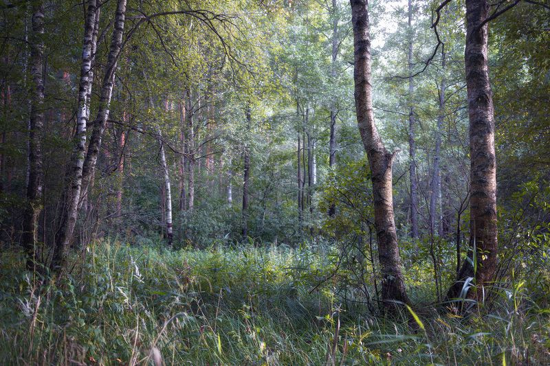 лес, деревья, листва В августовском лесуphoto preview