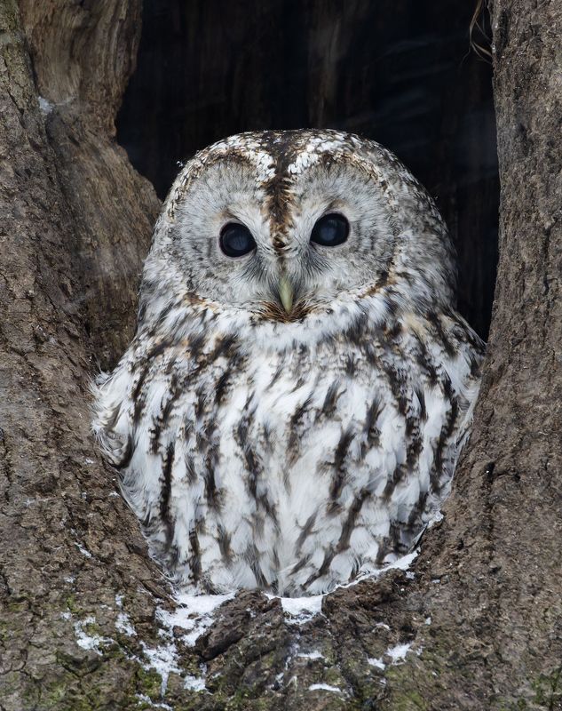 серая неясыть, strix aluco, фото птиц, птицы, неясыть царицино Серая неясыть. (Strix aluco)photo preview