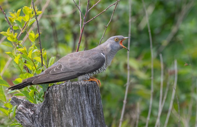 птицы, кукушка, фотоохота, природа, весна, лето Конкретное Ку-Ку!photo preview