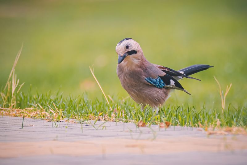 Кавказская сойкаphoto preview