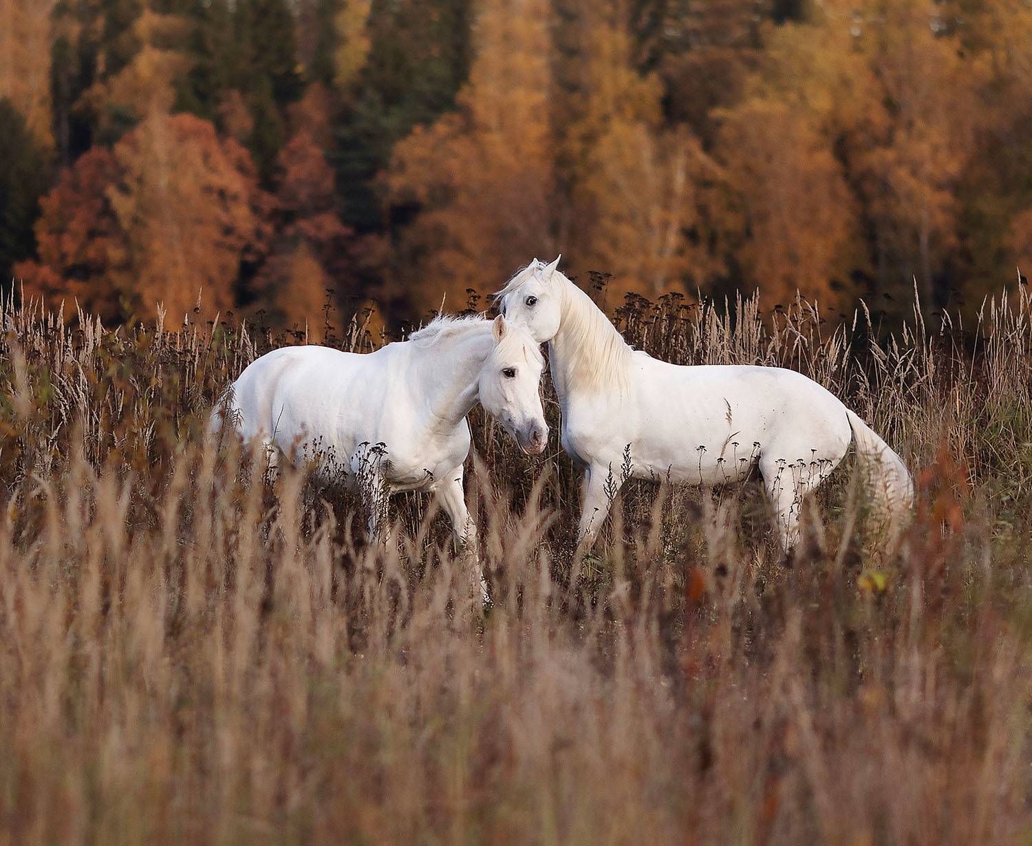 лошади, рысаки, белогривые, поле, осень, природа, horses, beautiful, autumn, nature, Стукалова Юлия