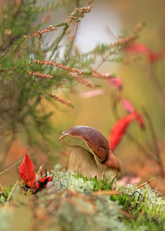белый гриб,беларусь, лес, закат, ирина горюкина,осенний поцелуй Ноябрьphoto preview