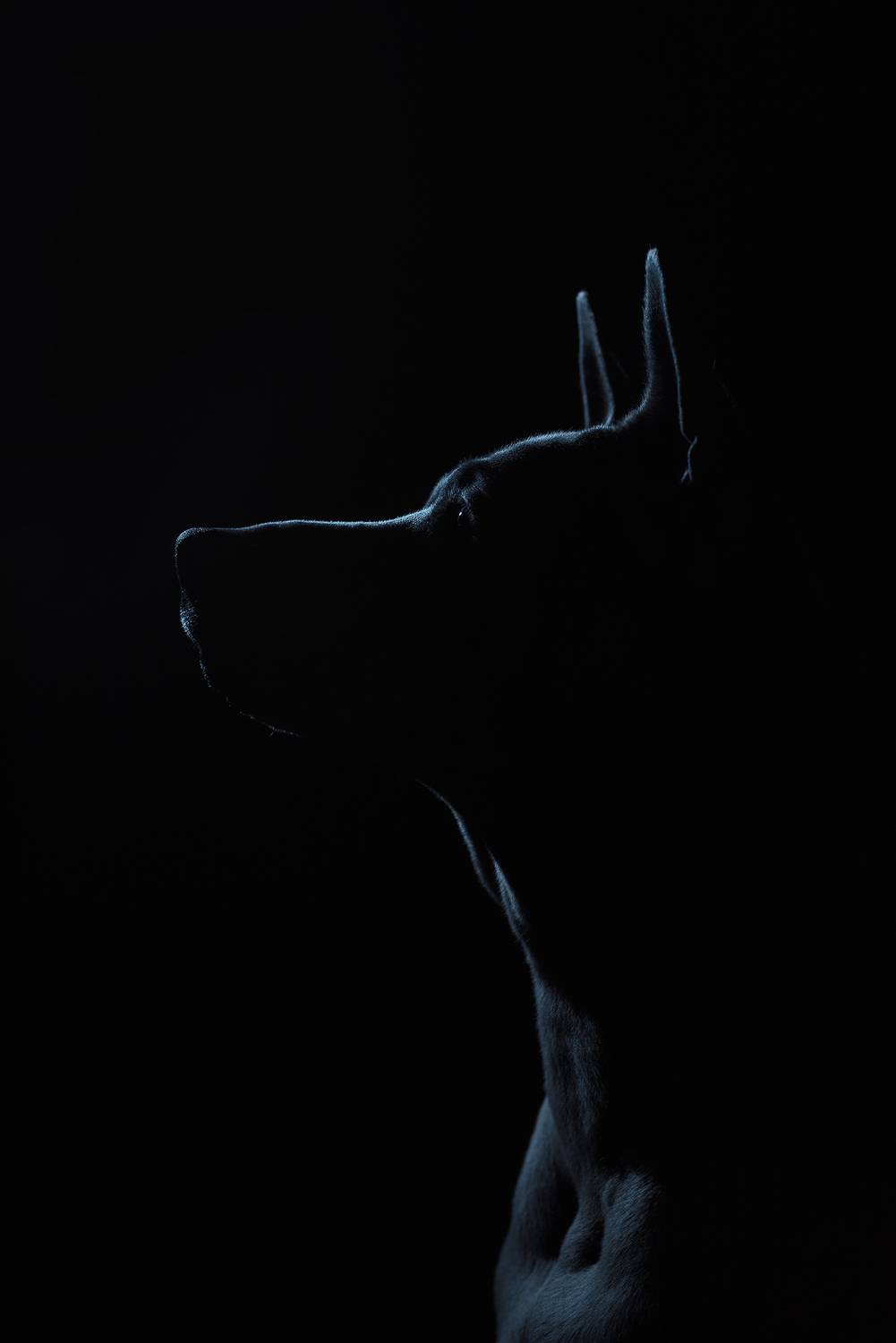 Юна. Автор: Евгений Крутиков собака, животное, dog, тайский риджбек, силуэт, Евгений Крутиков