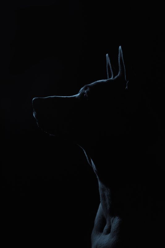 собака, животное, dog, тайский риджбек, силуэт Юнаphoto preview