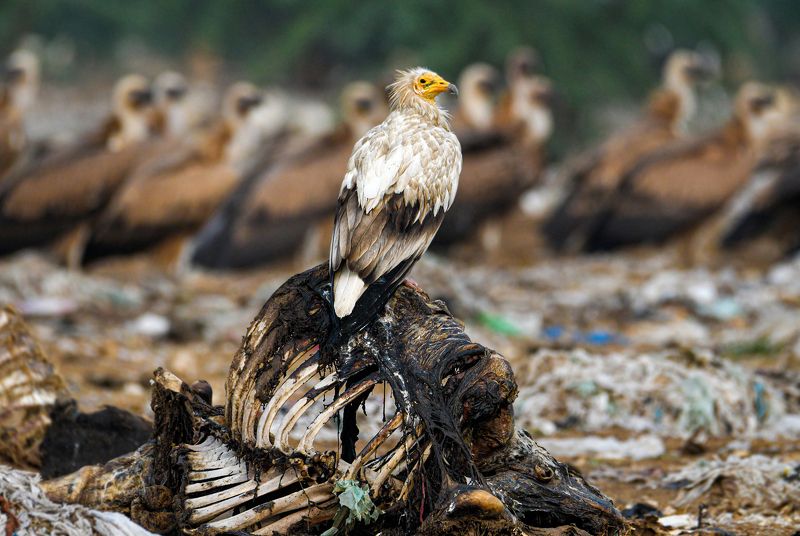 Collage of birdsphoto preview