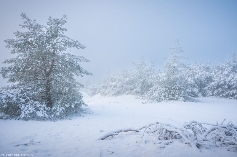природа, пейзаж, снег, мороз, зима, Куршская коса, winter, landscape #nature #snow Зимний образ Куршской косыphoto preview
