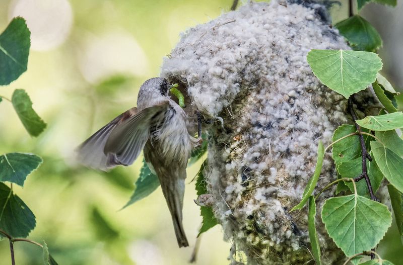 птица, ремез, гнездо, заботы, Ремез и заботы.photo preview