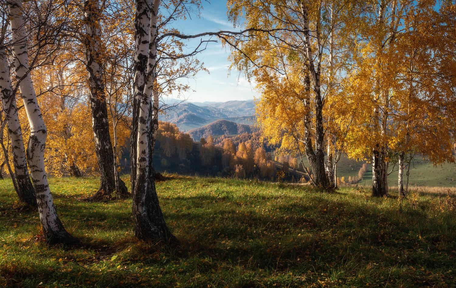 Золотые березы Солонешья. Автор: Рубан Алена алтай, алтайский край, холмогорье, солонешенский район, солонешье, солонешное, золотая осень, золотые березы, березовая роща, березовые околки, предгорья алтая, предгорья, осень в предгорьях, Рубан Алена