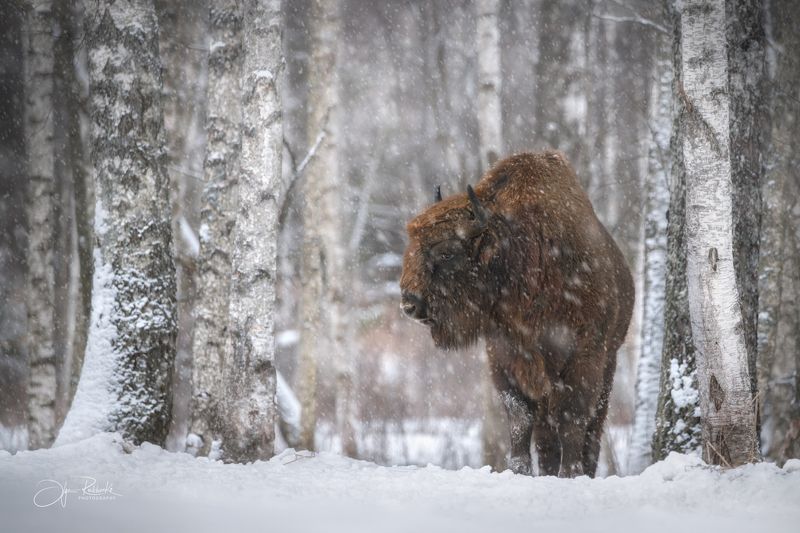 зубр, животные, снегопад, зима, беларусь Опять метель....photo preview