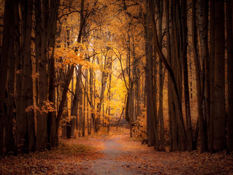 лес, осень, пейзаж Царство поры золотойphoto preview