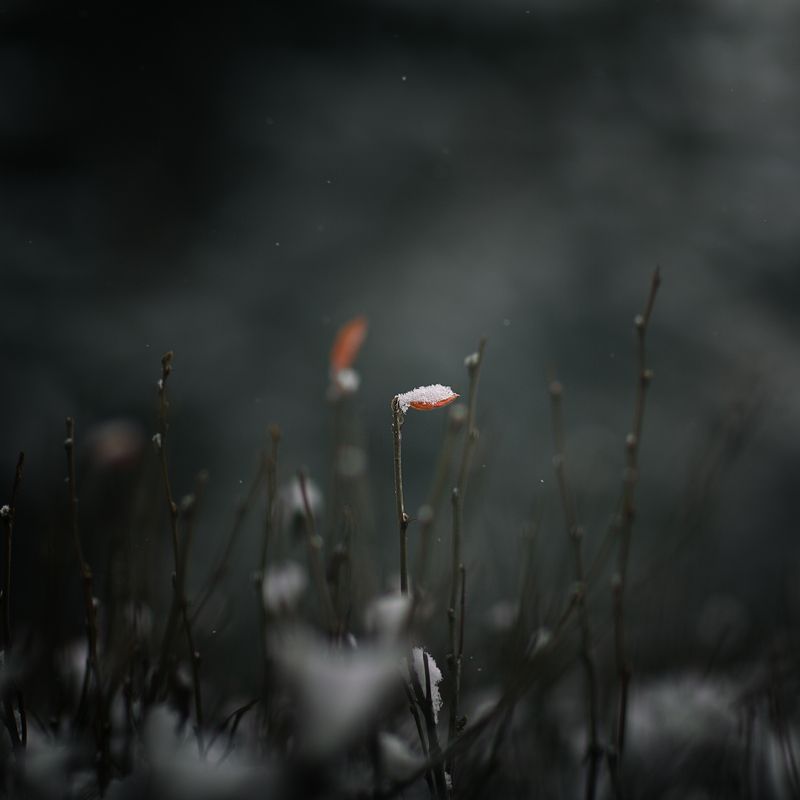 Ноябрьphoto preview