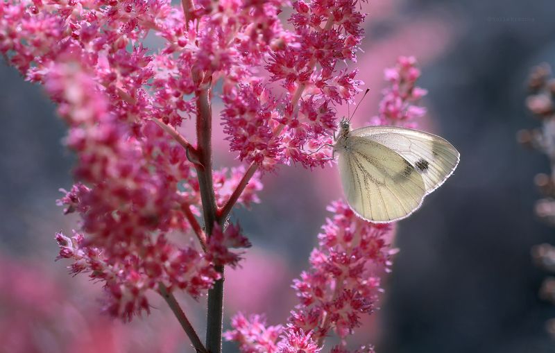 бабочка, макро Ласковый вечерphoto preview
