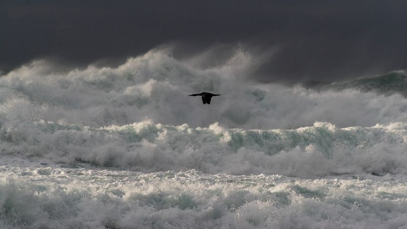 шторм, супершторм, баклан, волна, море, стихия, спокойствие Спокойствие  / Calmnessphoto preview
