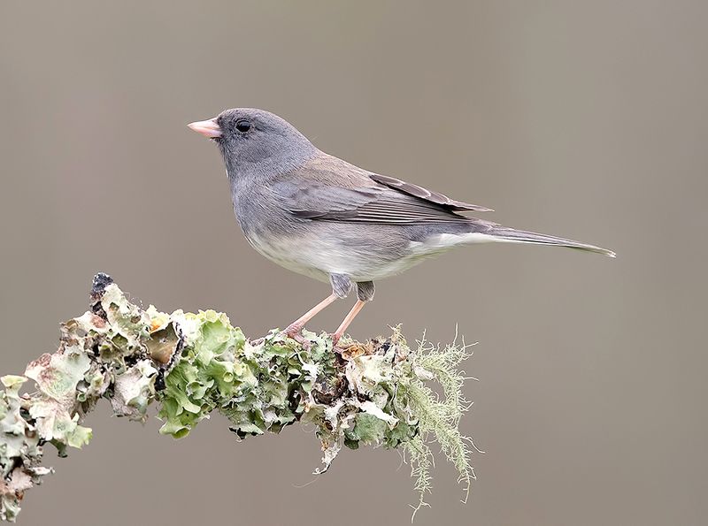 юнко,dark-eyed junco, junco, зима, дождь Dark-eyed Junco -Юнкоphoto preview