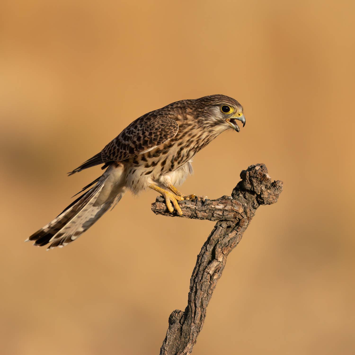 ***. Автор: Фруман Евгений , Фруман Евгений