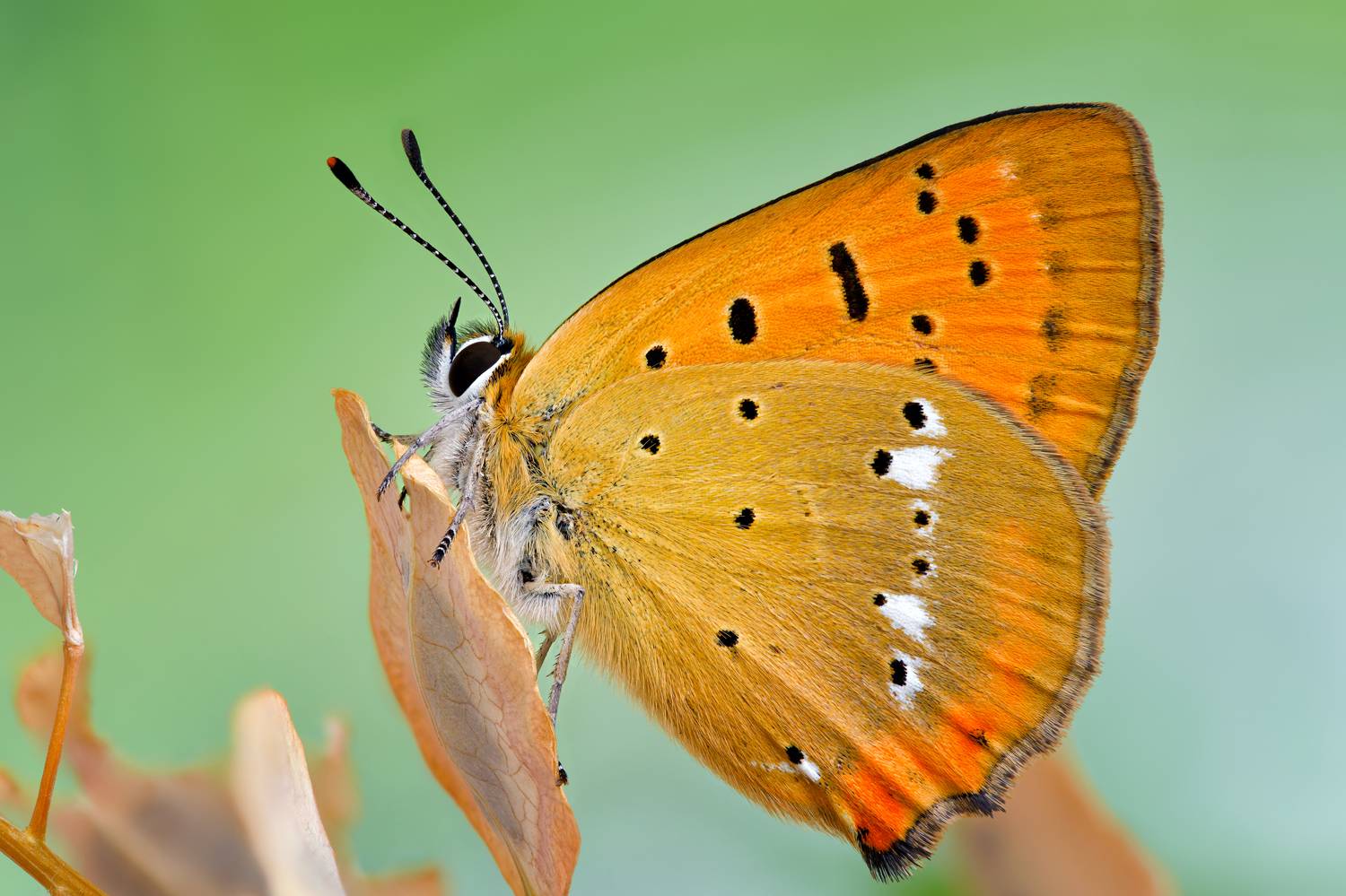 , Антон Финевич