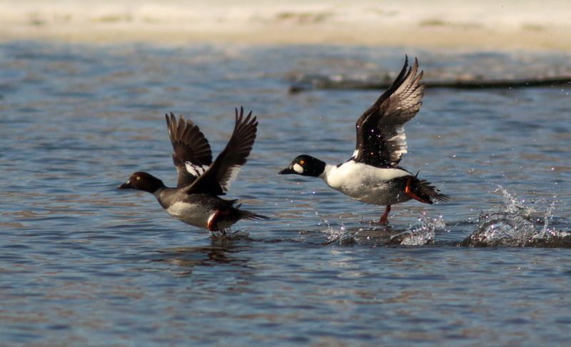 животные, природа, дикая природа, птицы, утки, гоголь, анималистика На взлётphoto preview