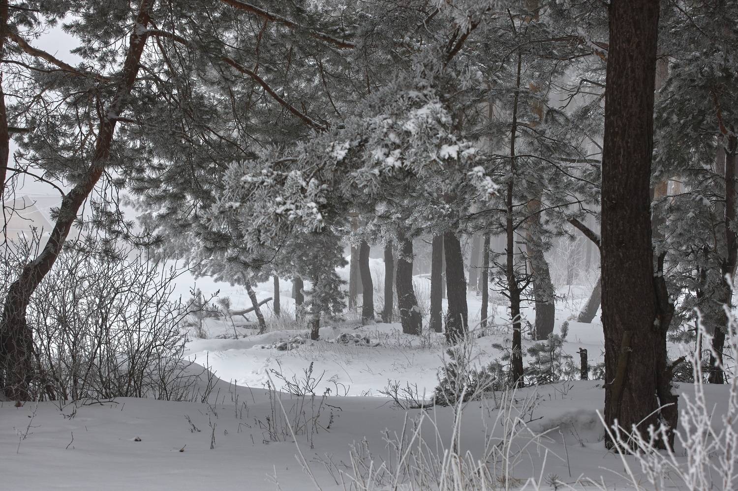В начале зимы.. Автор: Владимир Краснов , Владимир Краснов